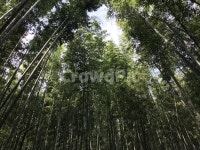 대나무, 대, 죽, 여러해살이식물, 풍경, 사진,이미지,일러스트,캘리그라피 - YOUME작가 크라우드픽 - 저작권 걱정 없는 상업용 이미지