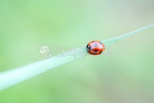 곤충, 무당벌레, 풀잎, 생태계, 자연생태, 사진,이미지,일러스트,캘리그라피 - 시대작가 크라우드픽 - 저작권 걱정 없는 상업용 이미지