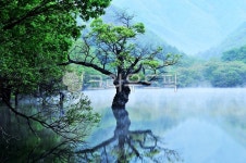 연못, 물안개, 수중나무, 아침, tree, 사진,이미지,일러스트,캘리그라피 - Nbug5608작가 크라우드픽 - 저작권 걱정 없는 상업용 이미지