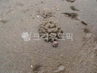 바다, 갯벌, 체험, 갯벌체험, 바닷가, 사진,이미지,일러스트,캘리그라피 - 셔터프로작가 크라우드픽 - 저작권 걱정 없는 상업용 이미지