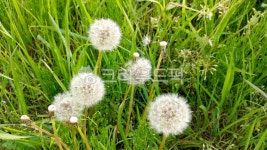 민들레, 꽃, blossom, 들판, flower, 사진,이미지,일러스트,캘리그라피 - 라이팅작가 크라우드픽 - 저작권 걱정 없는 상업용 이미지