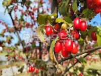 산수유, 열매, 빨강, 붉은색, 나뭇가지, 사진,이미지,일러스트,캘리그라피 - gwon찬작가 크라우드픽 - 저작권 걱정 없는 상업용 이미지