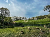 grassland, 목초지, 자연, 옥외, 양떼목장, 사진,이미지,일러스트,캘리그라피 - 안전순찰작가 크라우드픽 - 저작권 걱정 없는 상업용 이미지