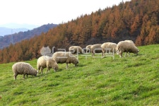 대관령, 양떼목장, 양, grassland, nature, 사진,이미지,일러스트,캘리그라피 - 대송작가 크라우드픽 - 저작권 걱정 없는 상업용 이미지