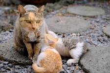 고양이, cat, 반려동물, 냥이, 애완동물, 사진,이미지,일러스트,캘리그라피 - 돌하르냥작가 크라우드픽 - 저작권 걱정 없는 상업용 이미지