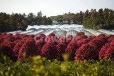 제주, 위미리, 동백, 동백꽃, 동백나무, 사진,이미지,일러스트,캘리그라피 - Nrupi79작가 크라우드픽 - 저작권 걱정 없는 상업용 이미지