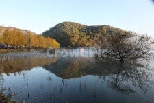 은행나무, 단풍, 물, 저수지, 산, 사진,이미지,일러스트,캘리그라피 - 소나무작가 크라우드픽 - 저작권 걱정 없는 상업용 이미지