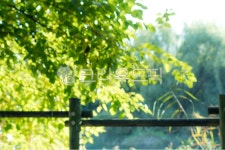 녹색, 초록, 햇살, 블러, 배경, 사진,이미지,일러스트,캘리그라피 - two K작가 크라우드픽 - 저작권 걱정 없는 상업용 이미지