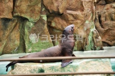 꼬리, 귀, 회색, 휴식, 물개, 사진,이미지,일러스트,캘리그라피 - moonlight314작가 크라우드픽 - 저작권 걱정 없는 상업용 이미지