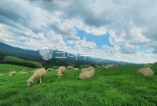 목장, 양떼, 양, 고산지대, 양떼목장, 사진,이미지,일러스트,캘리그라피 - 낭만스토리작가 크라우드픽 - 저작권 걱정 없는 상업용 이미지