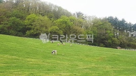 목장, pasture, 자연, nature, farm, 사진,이미지,일러스트,캘리그라피 - neoagape작가 크라우드픽 - 저작권 걱정 없는 상업용 이미지