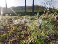 할미꽃, 봄꽃, 아침햇살, 정원, plant, 사진,이미지,일러스트,캘리그라피 - jdream119작가 크라우드픽 - 저작권 걱정 없는 상업용 이미지