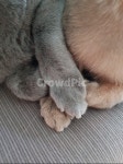 고양이, 반려동물, 고양이발, 귀여움, 큐티, 사진,이미지,일러스트,캘리그라피 - 천토작가 크라우드픽 - 저작권 걱정 없는 상업용 이미지