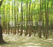 grove, 작은숲, nature, 자연, 나무, 사진,이미지,일러스트,캘리그라피 - jydesign7작가 크라우드픽 - 저작권 걱정 없는 상업용 이미지