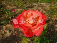 flower, 꽃, rose, 장미, petal, 사진,이미지,일러스트,캘리그라피 - 멜리사작가 크라우드픽 - 저작권 걱정 없는 상업용 이미지