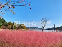 핑크뮬리, 분홍쥐꼬리새, 털쥐꼬리새, 핑크뮬리축제, 제주핑크뮬리, 사진,이미지,일러스트,캘리그라피 - 코타작가 크라우드픽 - 저작권 걱정 없는... 