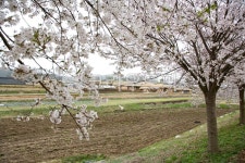 벚꽃, cherryblossom, flower, 꽃, 안동벚꽃, 사진,이미지,일러스트,캘리그라피 - haesung-99작가 크라우드픽 - 저작권 걱정 없는 상업용... 