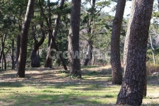 소나무, 나무, 숲, 수형, finetree, 사진,이미지,일러스트,캘리그라피 - 술마시는 육식동물작가 크라우드픽 - 저작권 걱정 없는 상업용 이미지