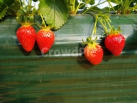 딸기, 딸기농장, 잘익은딸기, 탐스러운, 먹음직스러운, 사진,이미지,일러스트,캘리그라피 - Nmhw0815작가 크라우드픽 - 저작권 걱정 없는... 