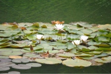 자연, 식물, 풍경, 연꽃, 연못, 사진,이미지,일러스트,캘리그라피 - M_R작가 크라우드픽 - 저작권 걱정 없는 상업용 이미지