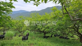 자연방목, 흑염소농장, 동물, 염소, farm, 사진,이미지,일러스트,캘리그라피 - 시골아지매작가 크라우드픽 - 저작권 걱정 없는 상업용 이미지