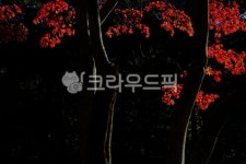 낙엽, 떨어지다, 가을, autumn, 단풍, 사진,이미지,일러스트,캘리그라피 - 고운경작가 크라우드픽 - 저작권 걱정 없는 상업용 이미지