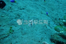 해양생물, 바다생물, 바다속, 물속, 스쿠버다이빙, 사진,이미지,일러스트,캘리그라피 - 풍뎅작가 크라우드픽 - 저작권 걱정 없는 상업용 이미지