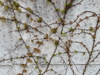 plant, 식물, leaf, 잎, 담쟁이, 사진,이미지,일러스트,캘리그라피 - 작은새작가 크라우드픽 - 저작권 걱정 없는 상업용 이미지