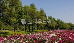 꽃, flower, tree, 나무, nature, 사진,이미지,일러스트,캘리그라피 - ldh7963작가 크라우드픽 - 저작권 걱정 없는 상업용 이미지