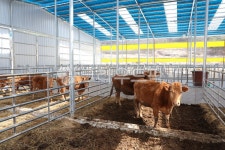 축사, 축산, 축산업, 소, 농장, 사진,이미지,일러스트,캘리그라피 - ddong작가 크라우드픽 - 저작권 걱정 없는 상업용 이미지