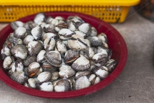 sealife, 해양생물, animal, clam, 대합, 사진,이미지,일러스트,캘리그라피 - rimsstudio작가 크라우드픽 - 저작권 걱정 없는 상업용 이미지