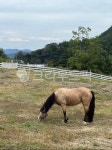 pasture, 목장, field, 필드, nature, 사진,이미지,일러스트,캘리그라피 - cksghdi90작가 크라우드픽 - 저작권 걱정 없는 상업용 이미지