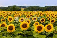 꽃, 해바라기, 서산하솔마을, 해바라기마을, 야외, 사진,이미지,일러스트,캘리그라피 - 할수있어작가 크라우드픽 - 저작권 걱정 없는 상업용 이미지