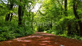 산책, 숲, 산, 힐링, 여름, 사진,이미지,일러스트,캘리그라피 - 브릴리작가 크라우드픽 - 저작권 걱정 없는 상업용 이미지