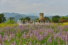 farm, 농장, rural, 농촌, plant, 사진,이미지,일러스트,캘리그라피 - 영산공작가 크라우드픽 - 저작권 걱정 없는 상업용 이미지