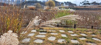 갈대, 연못, 가을, 산책, 자연, 사진,이미지,일러스트,캘리그라피 - h_h0104작가 크라우드픽 - 저작권 걱정 없는 상업용 이미지