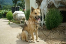 개, 포유동물, 황구, 누렁이, 반려견, 사진,이미지,일러스트,캘리그라피 - hys작가 크라우드픽 - 저작권 걱정 없는 상업용 이미지