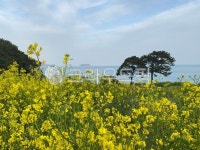 유채꽃, 바다, 봄, 꽃놀이, 나들이, 사진,이미지,일러스트,캘리그라피 - leeeee작가 크라우드픽 - 저작권 걱정 없는 상업용 이미지