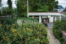 귤, 집, 귤밭, 자연, 나무, 사진,이미지,일러스트,캘리그라피 - 다미반작가 크라우드픽 - 저작권 걱정 없는 상업용 이미지