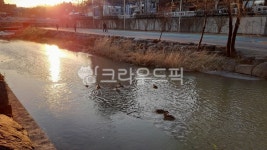 자연, 도림천, 새, 옥외, 청동오리, 사진,이미지,일러스트,캘리그라피 - 한종작가 크라우드픽 - 저작권 걱정 없는 상업용 이미지