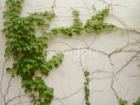 plant, 식물, wall, vine, 덩쿨식물, 사진,이미지,일러스트,캘리그라피 - 지유지음작가 크라우드픽 - 저작권 걱정 없는 상업용 이미지