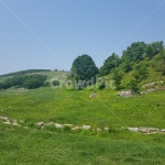 양떼목장, 대관령, 초원, 들판, 풀, 사진,이미지,일러스트,캘리그라피 - 주토리작가 크라우드픽 - 저작권 걱정 없는 상업용 이미지