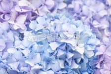 수국, 네이처, 식물, 꽃다발, 봄, 사진,이미지,일러스트,캘리그라피 - borina작가 크라우드픽 - 저작권 걱정 없는 상업용 이미지