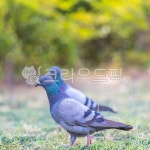 동물, bird, 새, animal, 비둘기, 사진,이미지,일러스트,캘리그라피 - nthbutpic작가 크라우드픽 - 저작권 걱정 없는 상업용 이미지
