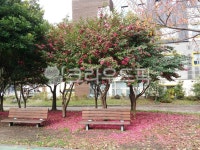 동백, bench, 벤치, 나무, tree, 사진,이미지,일러스트,캘리그라피 - Melissa작가 크라우드픽 - 저작권 걱정 없는 상업용 이미지