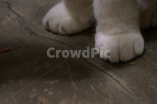 고양이발, 귀여운고양이발, 솜사탕고양이발, 고양이다리, 하얀고양이, 사진,이미지,일러스트,캘리그라피 - 소이작가 크라우드픽 - 저작권 걱정... 