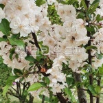 plant, 식물, flower, 꽃, blossom, 사진,이미지,일러스트,캘리그라피 - 곰믕작가 크라우드픽 - 저작권 걱정 없는 상업용 이미지