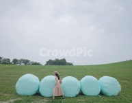 삼양목장, 목장, 강원도, 초원, 풍경, 사진,이미지,일러스트,캘리그라피 - pinkjoo작가 크라우드픽 - 저작권 걱정 없는 상업용 이미지