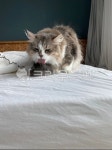 cat, 고양이, 애완동물, 먼치킨, 노르웨이숲, 사진,이미지,일러스트,캘리그라피 - eokkki1작가 크라우드픽 - 저작권 걱정 없는 상업용 이미지