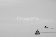 우회전, 표지판, 가로등, 비둘기, 까마귀, 사진,이미지,일러스트,캘리그라피 - 깔롱쟁이작가 크라우드픽 - 저작권 걱정 없는 상업용 이미지